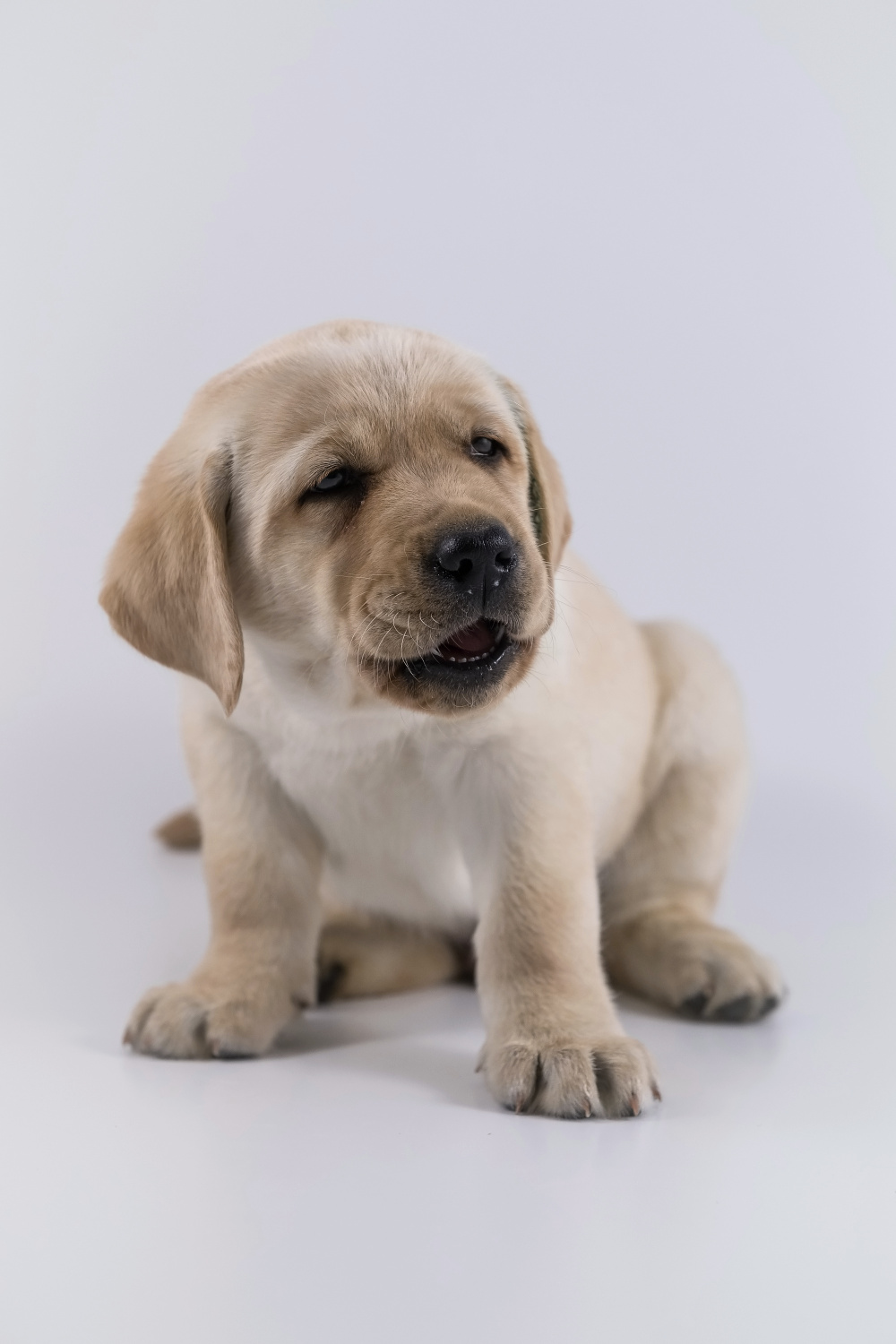 The Labrador Retriever - puppy