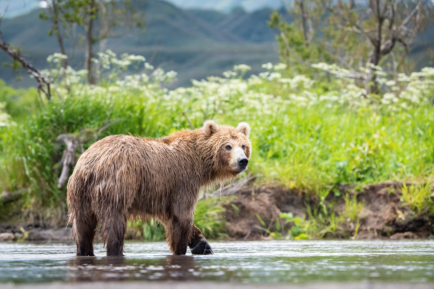 medvěd hnědý kamčatský (Ursus arctos beringianus) Kamchatka brown bear