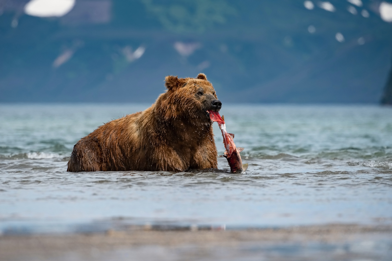 medvěd hnědý kamčatský (Ursus arctos beringianus) Kamchatka brown bear