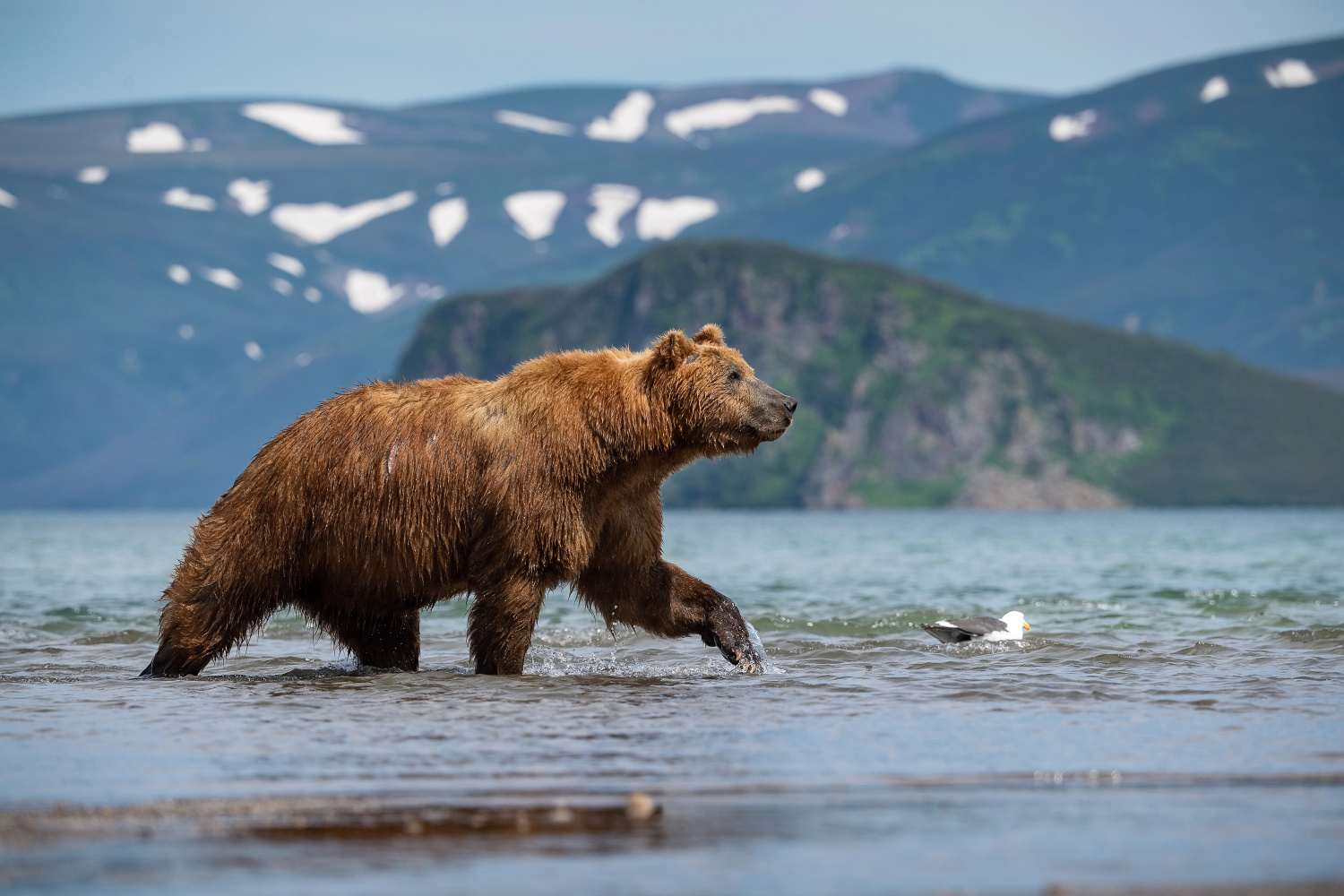 medvěd hnědý kamčatský (Ursus arctos beringianus) Kamchatka brown bear