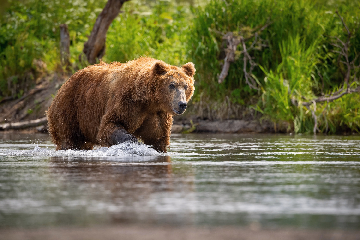 medvěd hnědý kamčatský (Ursus arctos beringianus) Kamchatka brown bear