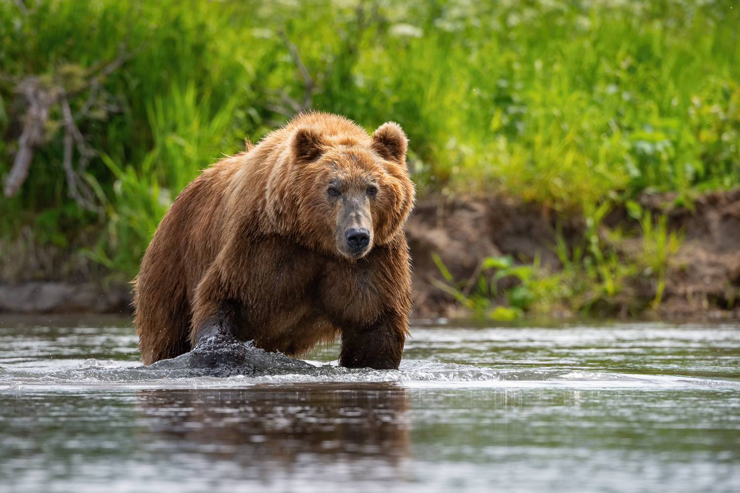 medvěd hnědý kamčatský (Ursus arctos beringianus) Kamchatka brown bear