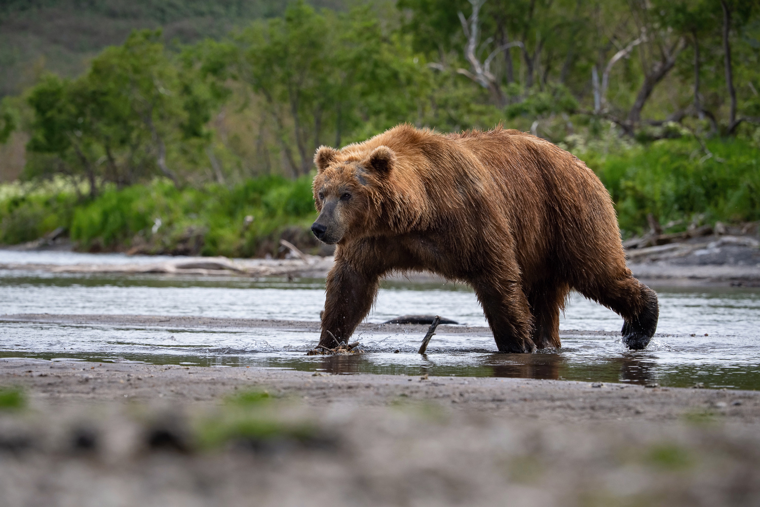 medvěd hnědý kamčatský (Ursus arctos beringianus) Kamchatka brown bear