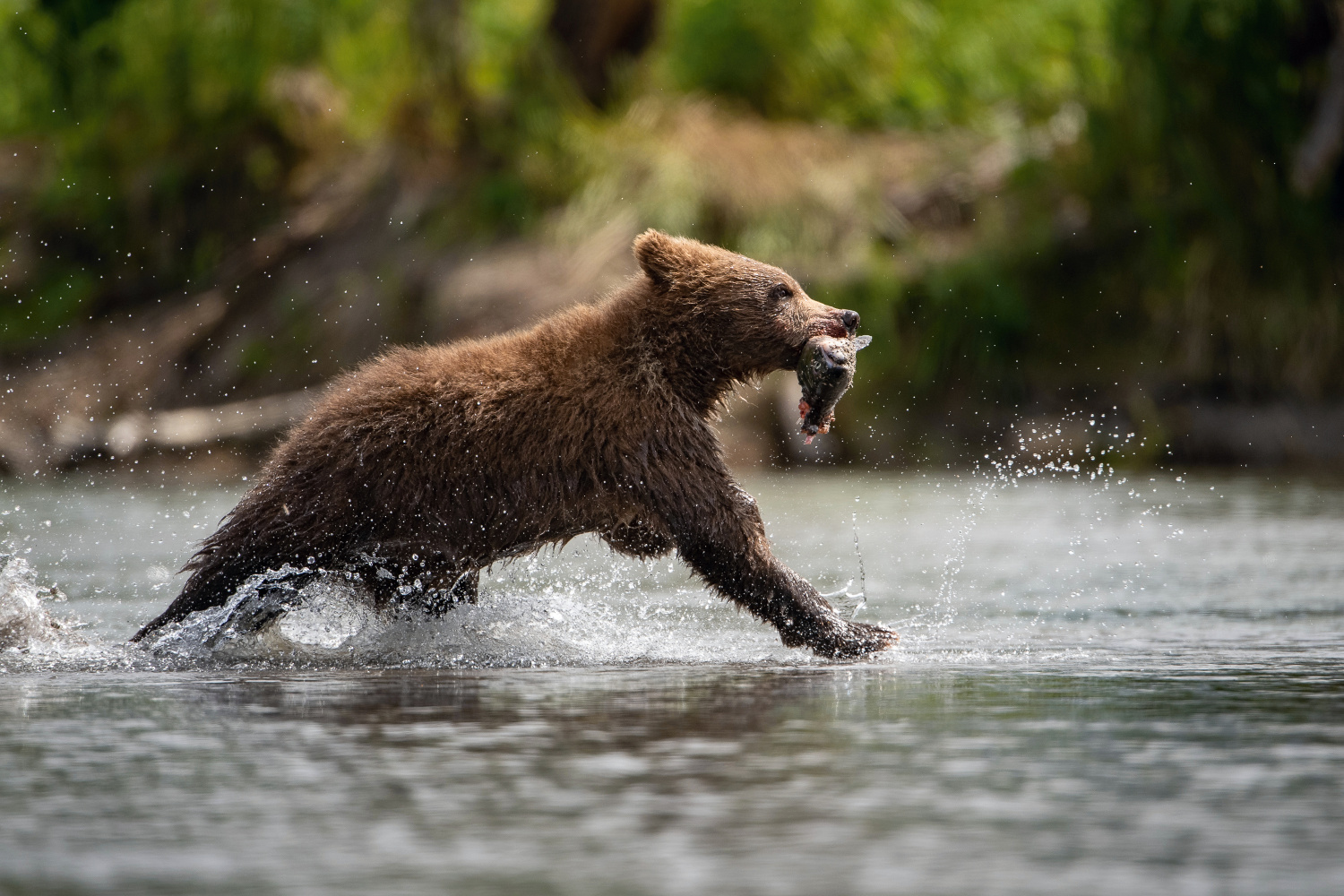 medvěd hnědý kamčatský (Ursus arctos beringianus) Kamchatka brown bear