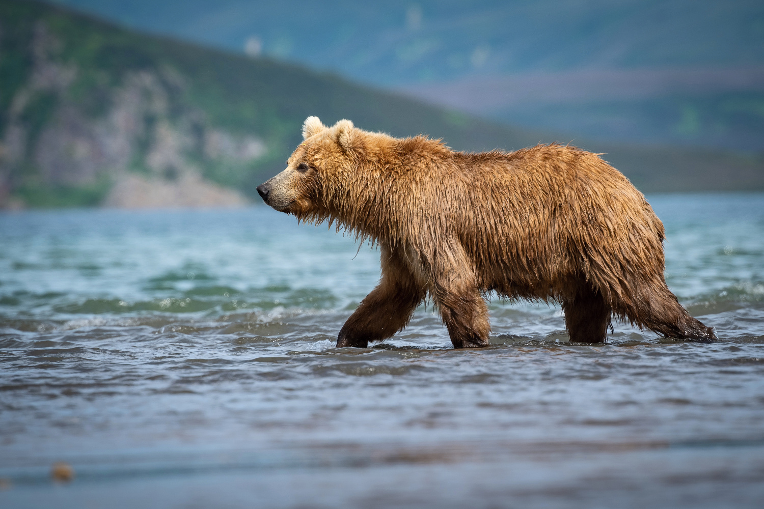 medvěd hnědý kamčatský (Ursus arctos beringianus) Kamchatka brown bear