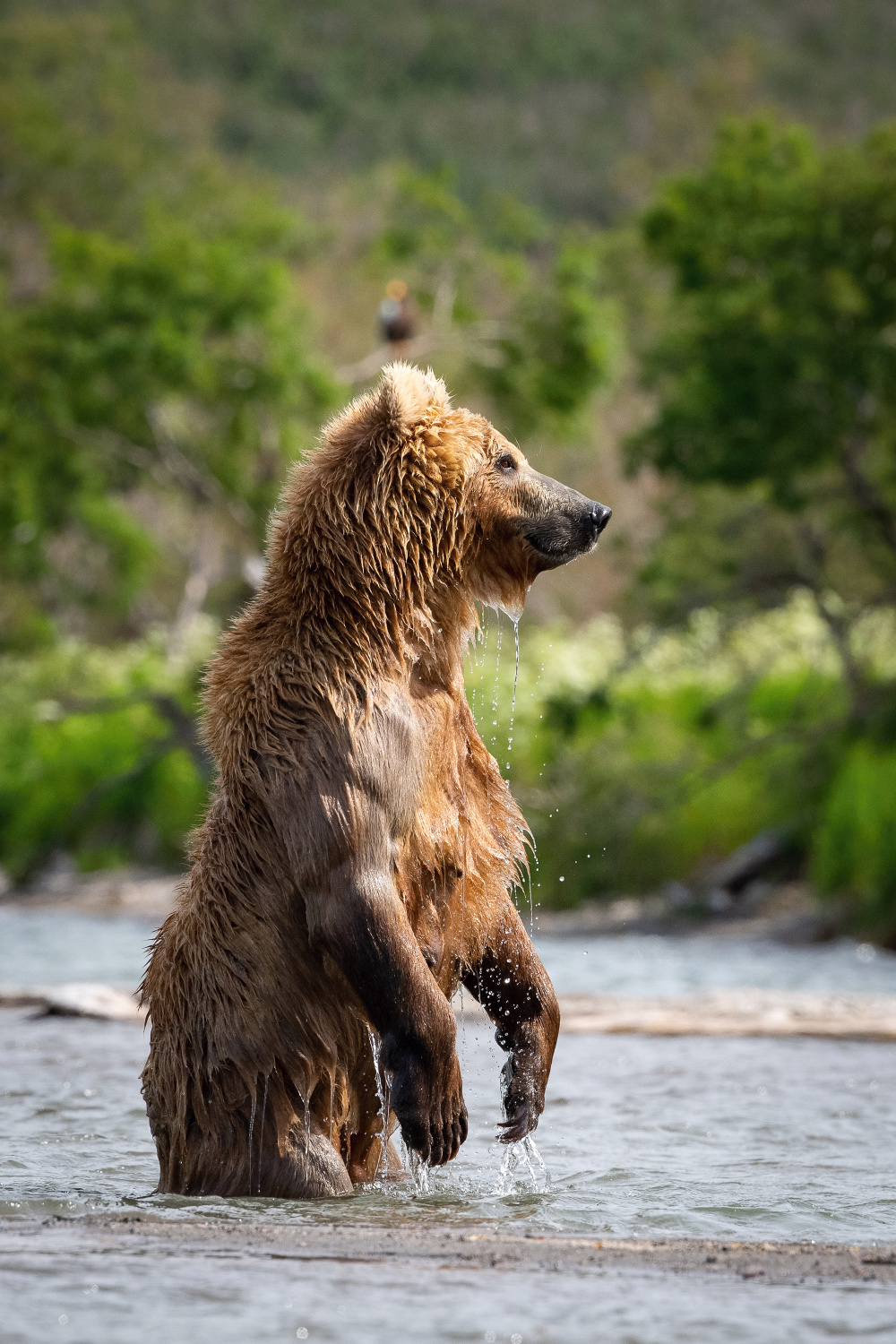 medvěd hnědý kamčatský (Ursus arctos beringianus) Kamchatka brown bear