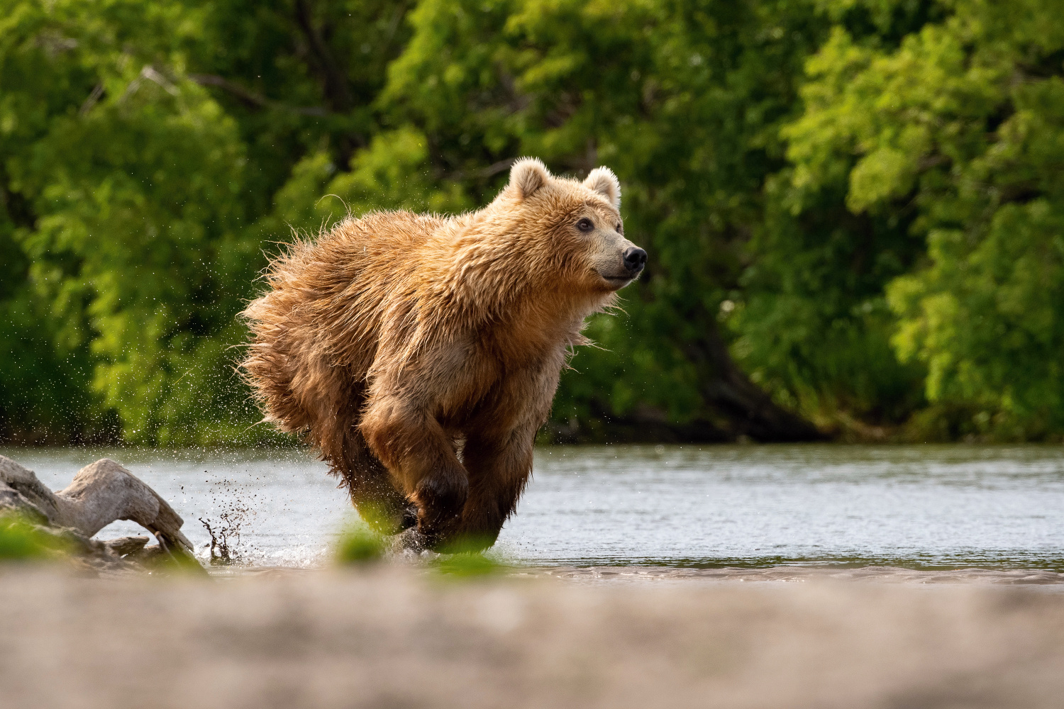 medvěd hnědý kamčatský (Ursus arctos beringianus) Kamchatka brown bear