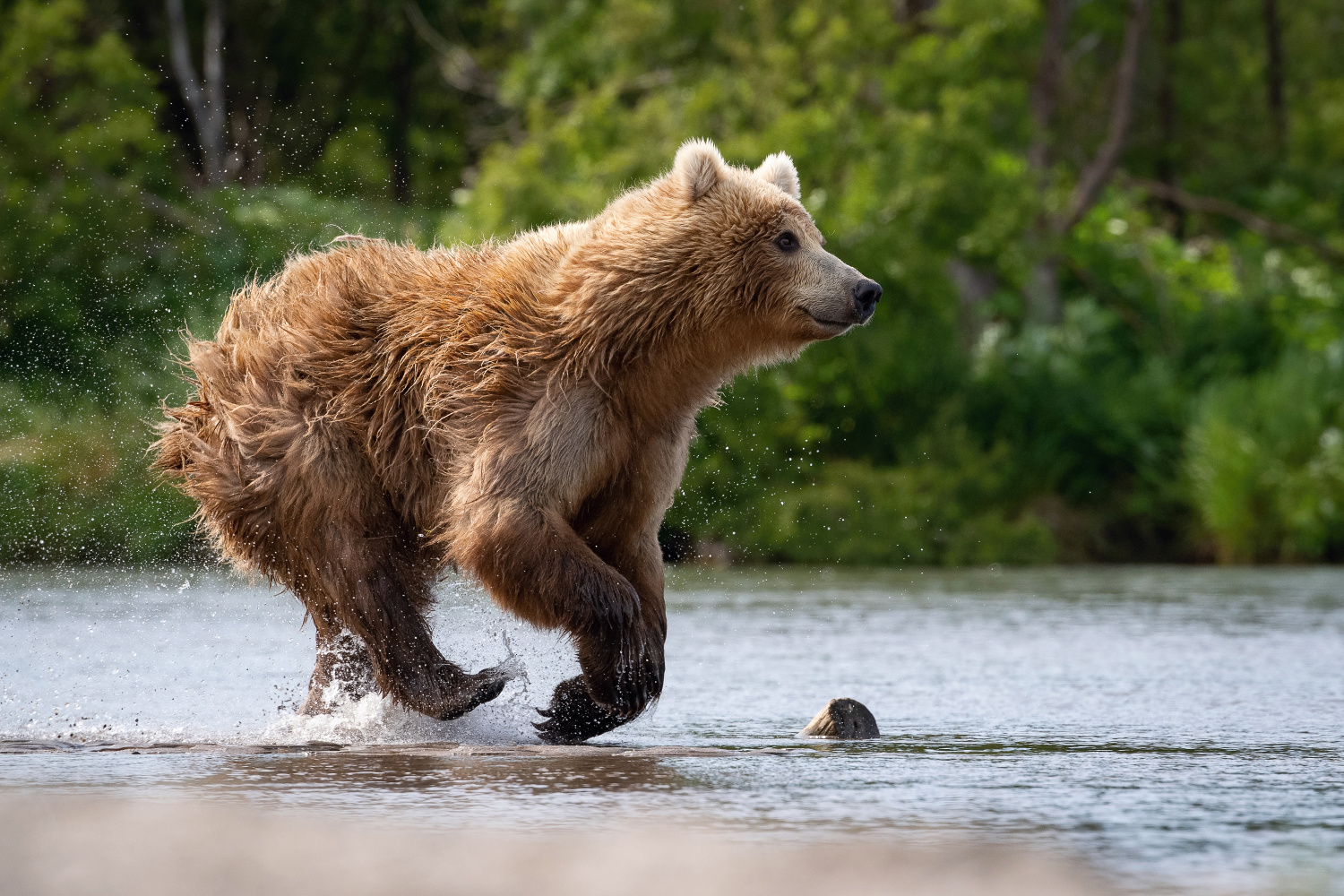 medvěd hnědý kamčatský (Ursus arctos beringianus) Kamchatka brown bear