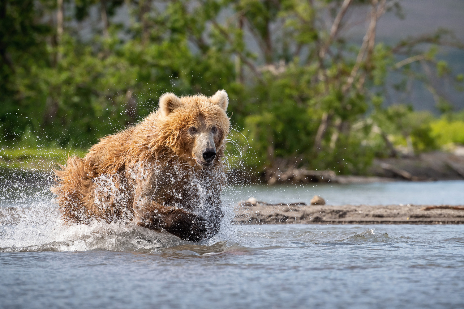 medvěd hnědý kamčatský (Ursus arctos beringianus) Kamchatka brown bear