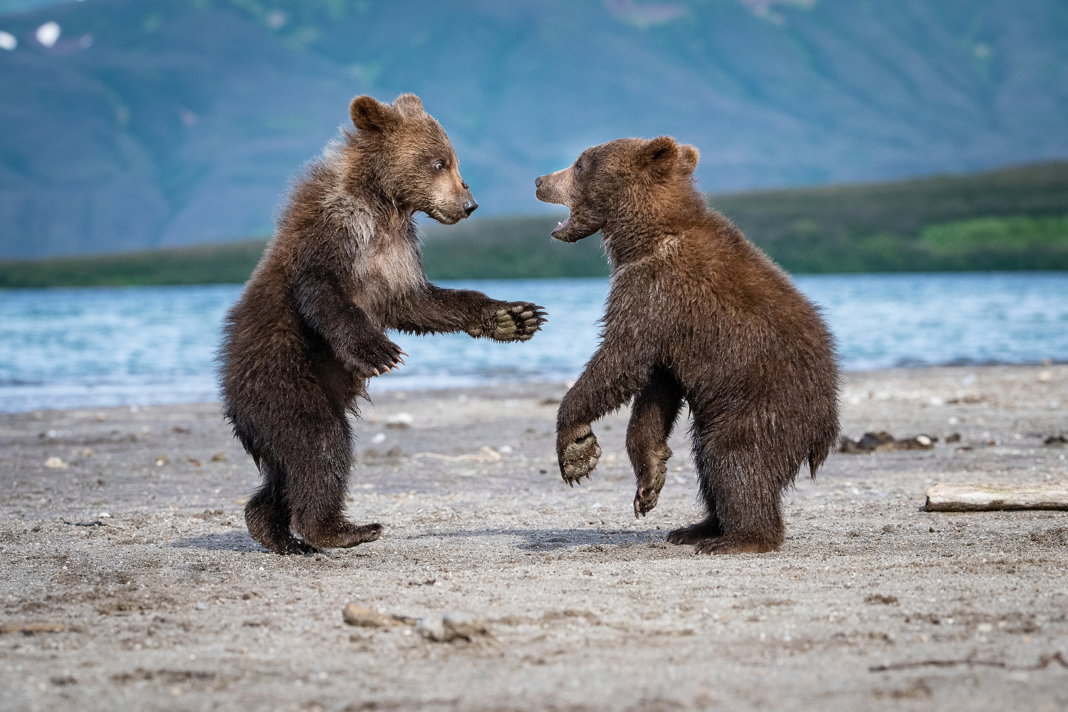 medvěd hnědý kamčatský (Ursus arctos beringianus) Kamchatka brown bear