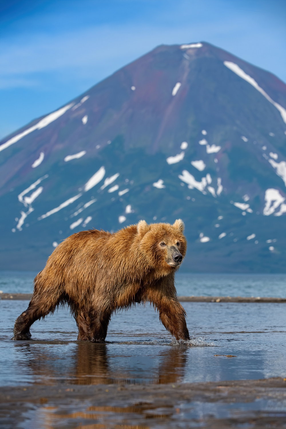 medvěd hnědý kamčatský (Ursus arctos beringianus) Kamchatka brown bear