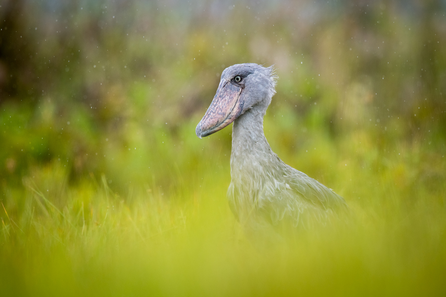 člunozobec africký (Balaeniceps rex) Shoebill