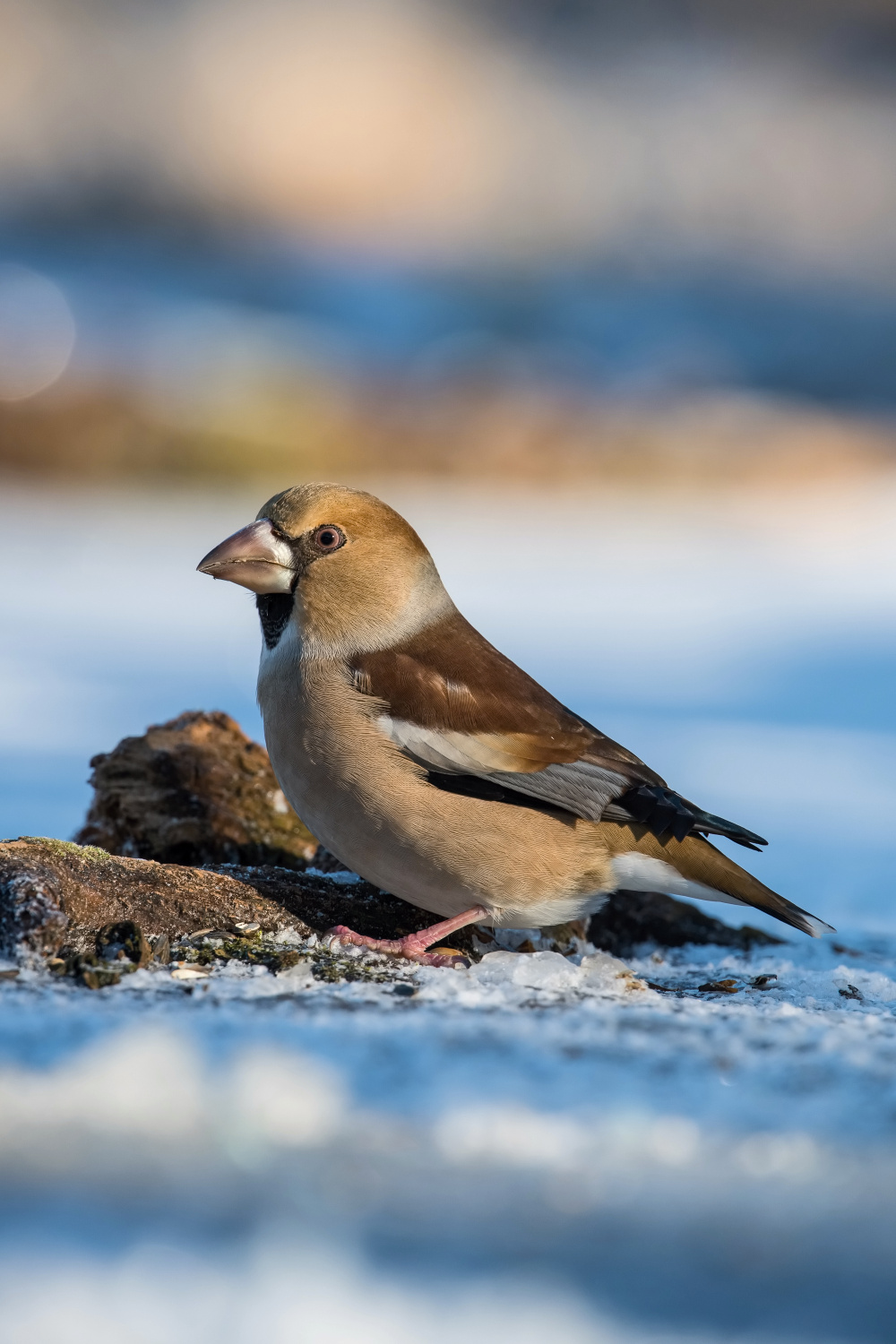 dlask tlustozobý (Coccothraustes coccothraustes) Hawfinch