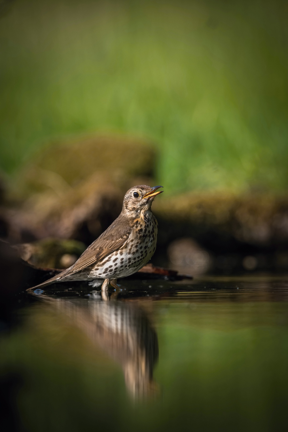 drozd zpěvný (Turdus philomelos) Song thrush