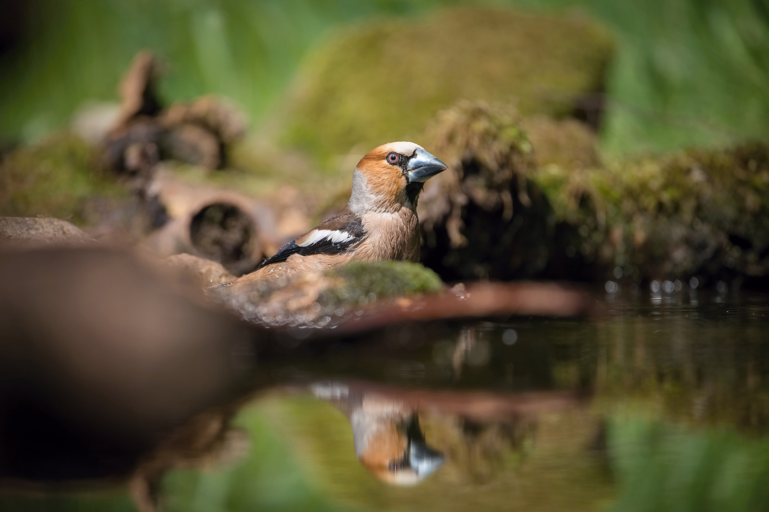 dlask tlustozobý (Coccothraustes coccothraustes) Hawfinch