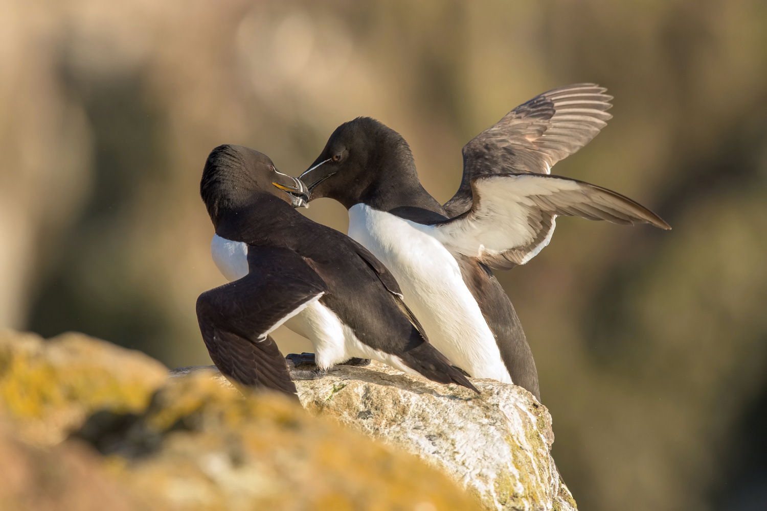 alka malá (Alca torda) Razorbill