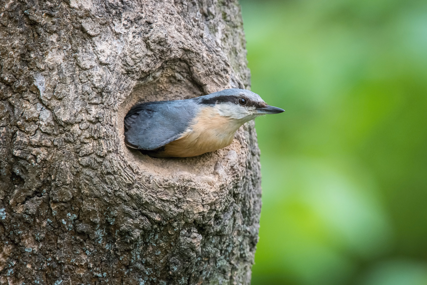 brhlík lesní (Sitta europaea) Eurasian nuthatch