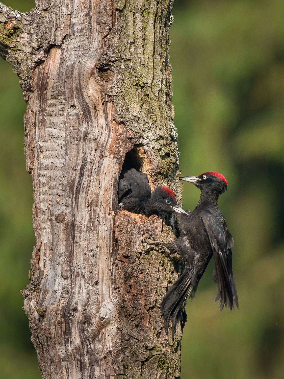 datel černý (Dryocopus martius) Black woodpecker