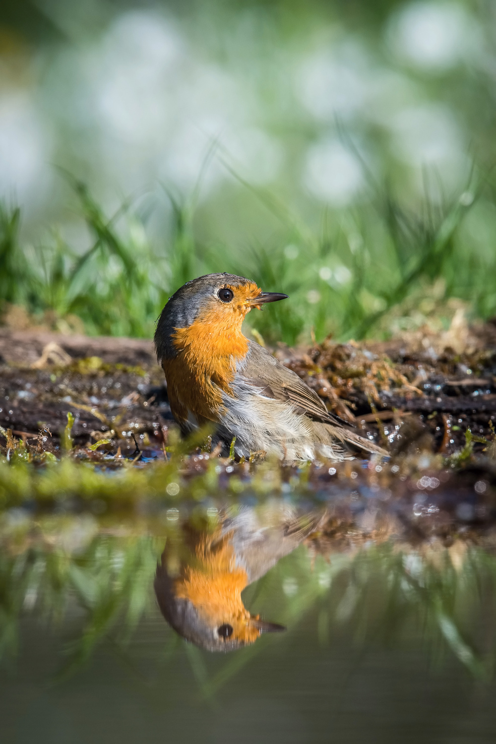 červenka obecná (Erithacus rubecula) European robin