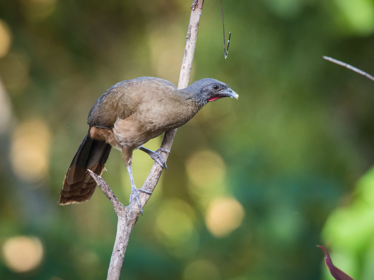 čačalaka rudořitá (Ortalis ruficauda) Rufous-vented chachalaca