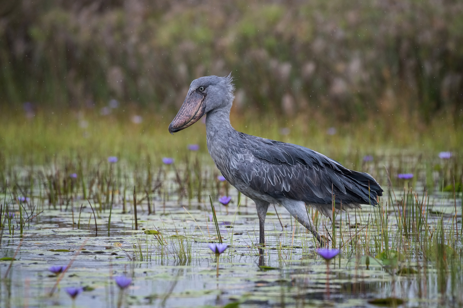 člunozobec africký (Balaeniceps rex) Shoebill