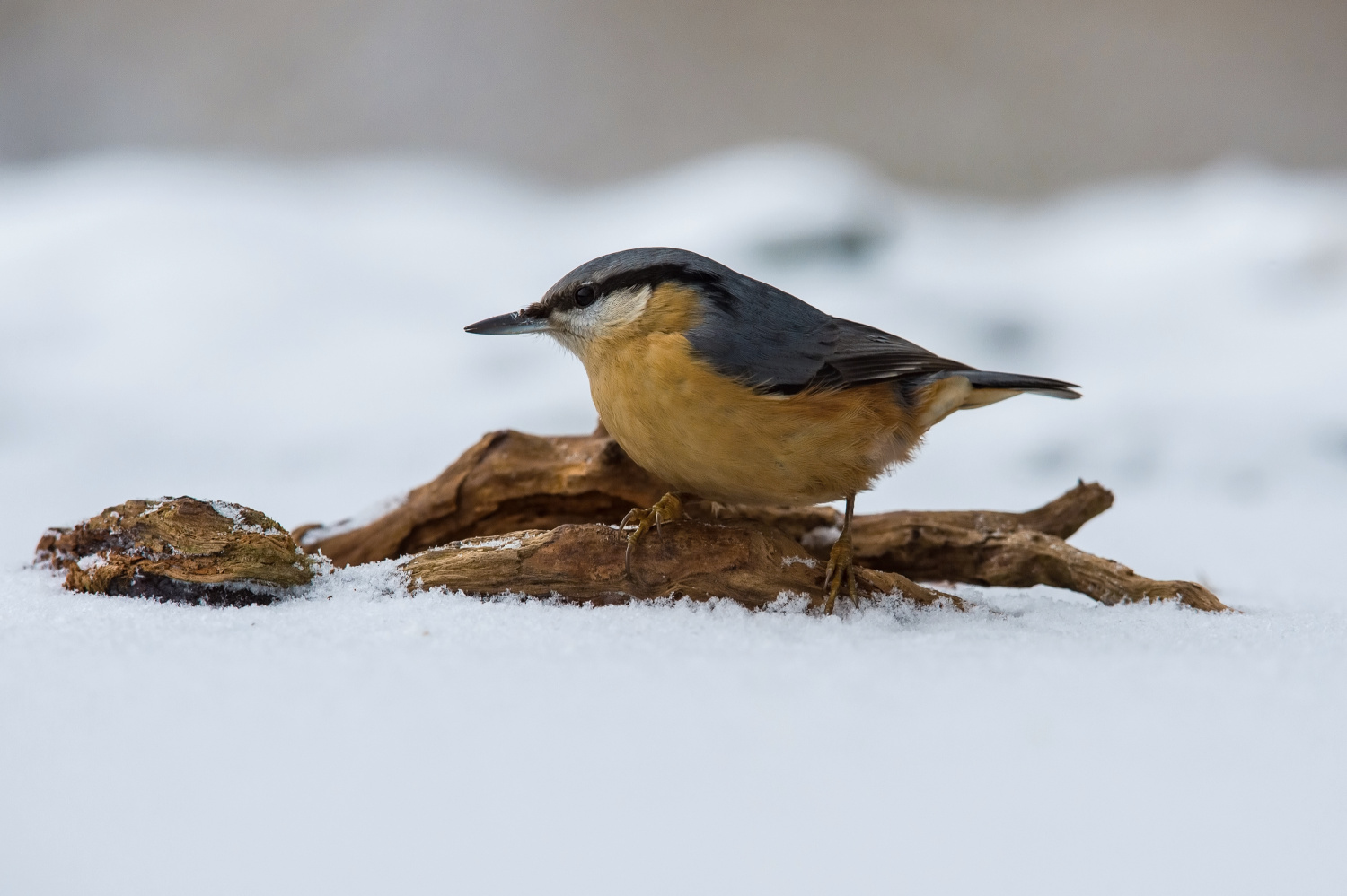 brhlík lesní (Sitta europaea) Eurasian nuthatch