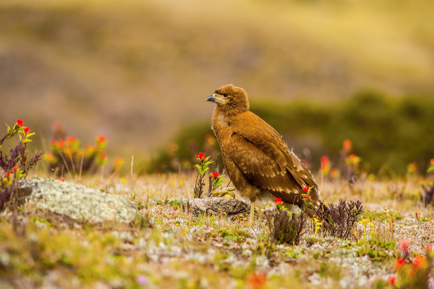 čimango andský (Phalcoboenus carunculatus) Carunculated caracara