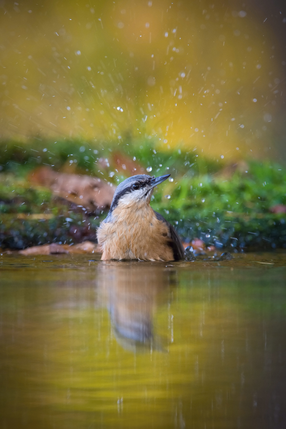 brhlík lesní (Sitta europaea) Eurasian nuthatch