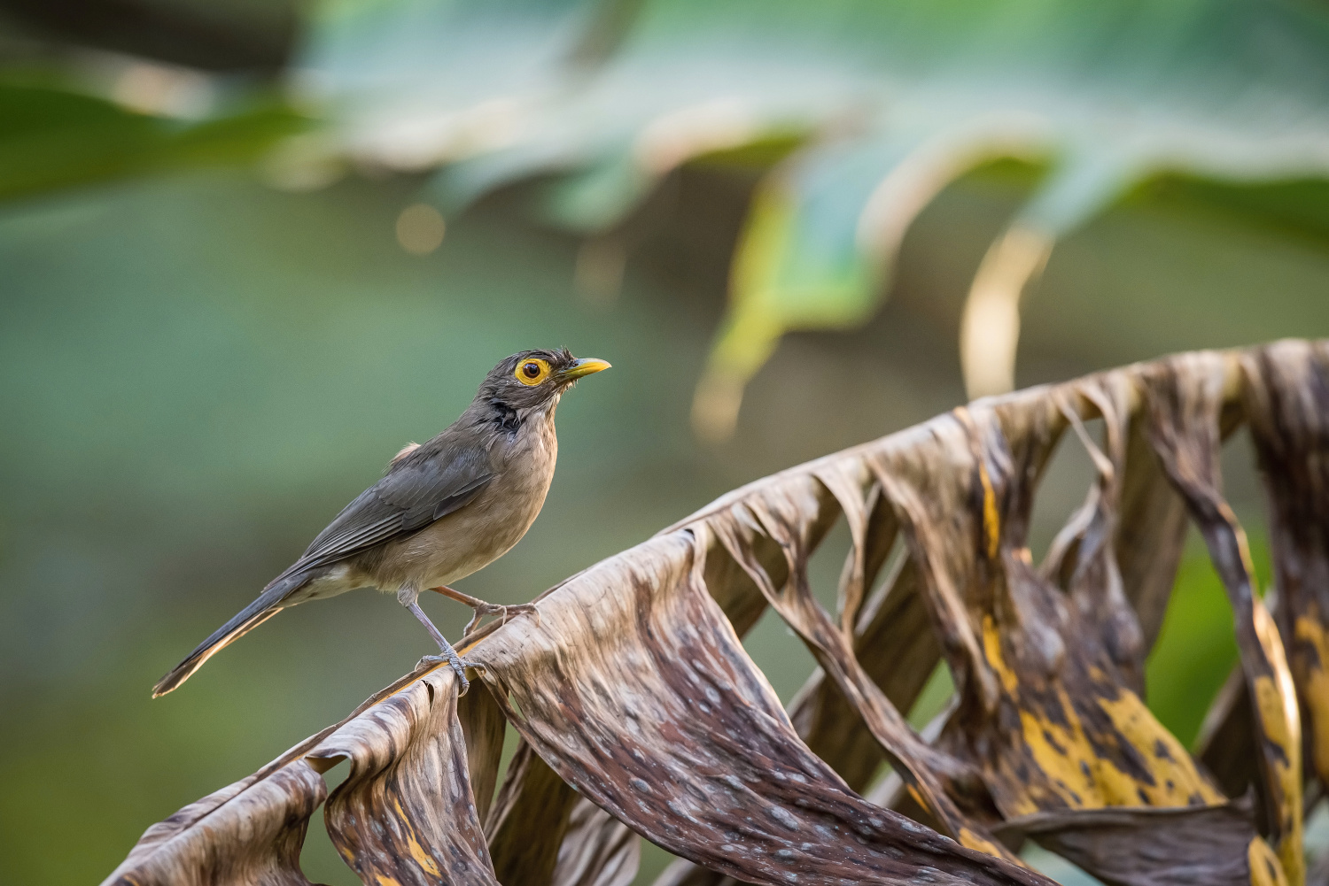 drozd olivovohnědý (Turdus nudigenis) Spectacled thrush