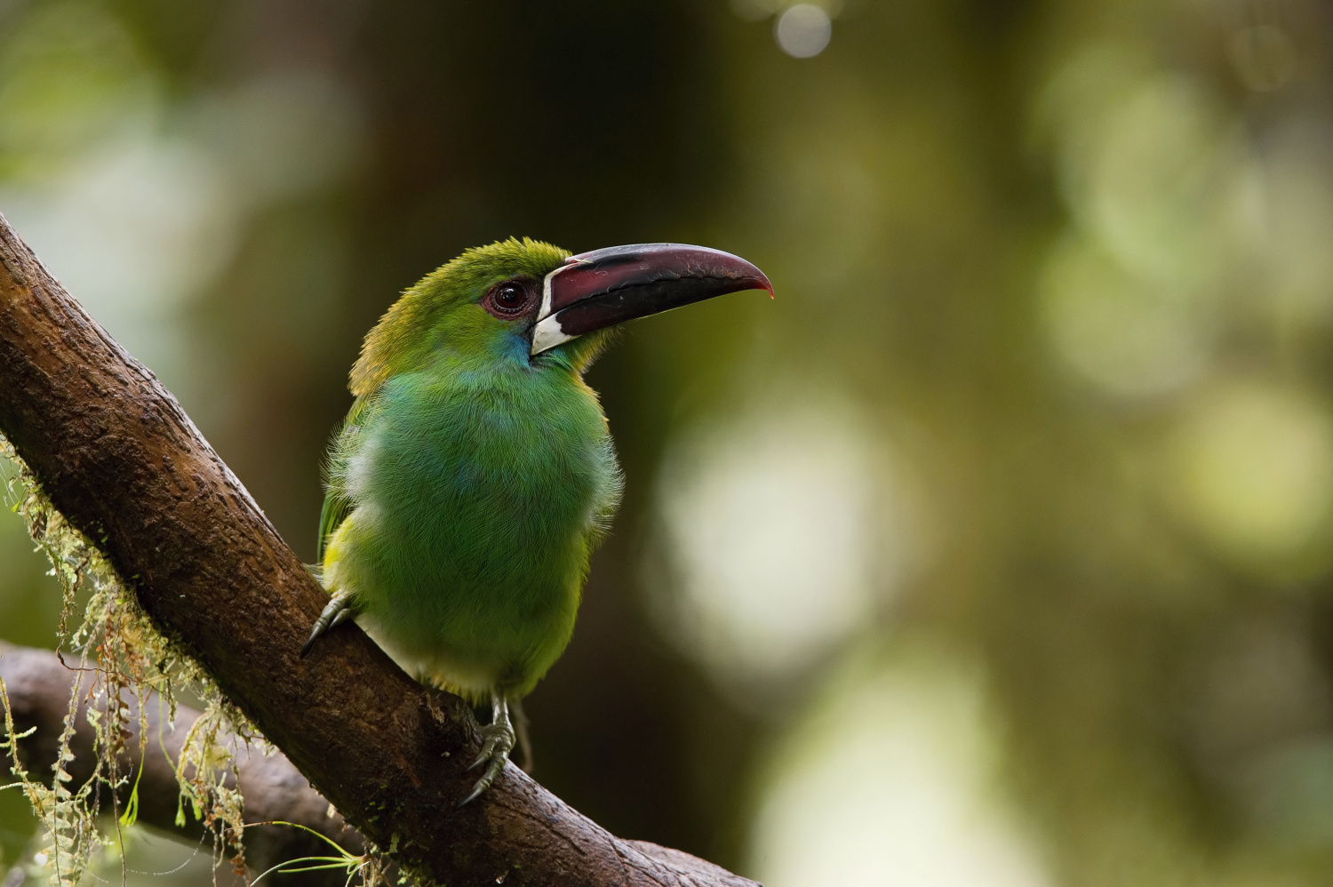 arassari karmínový (Aulacorhynchus haematopygus) Crimson-rumped toucanet