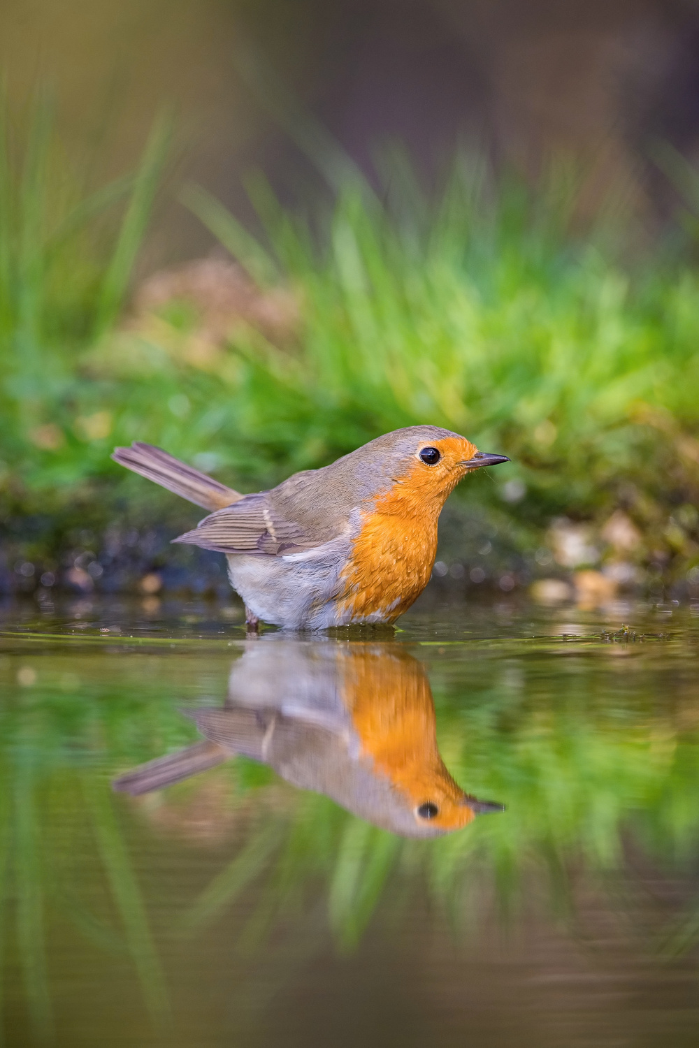 červenka obecná (Erithacus rubecula) European robin