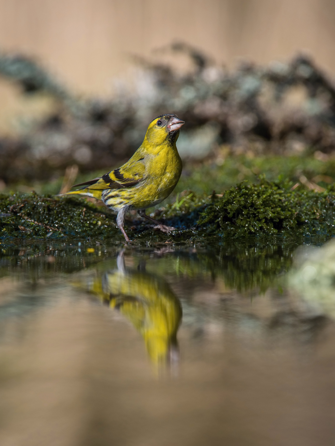 čížek lesní (Carduelis spinus) Eurasian siskin