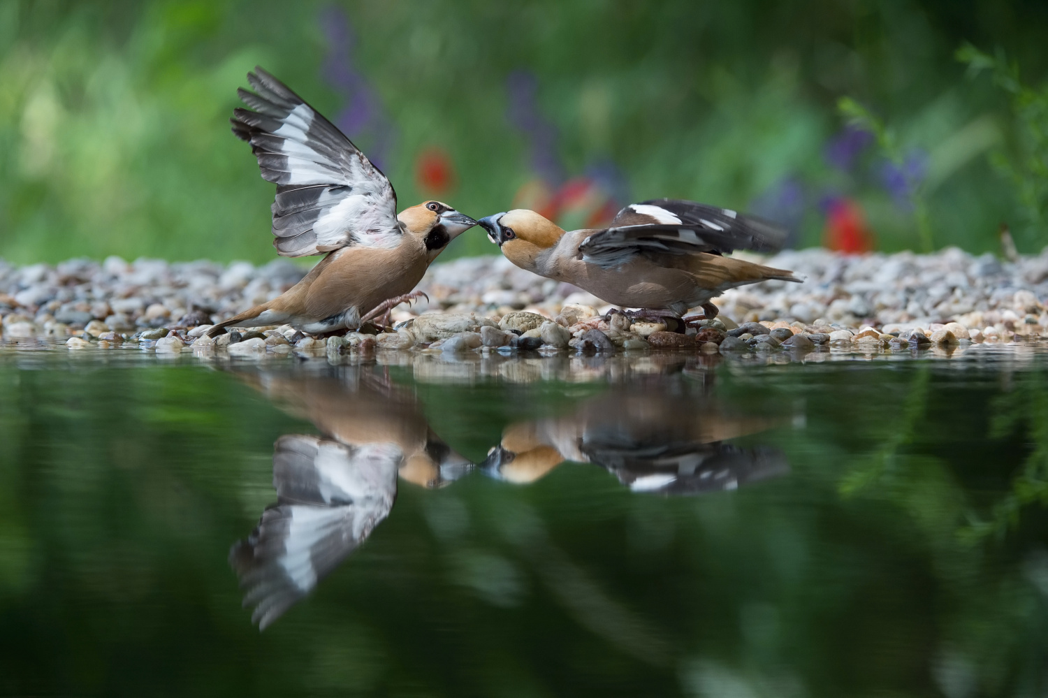 dlask tlustozobý (Coccothraustes coccothraustes) Hawfinch