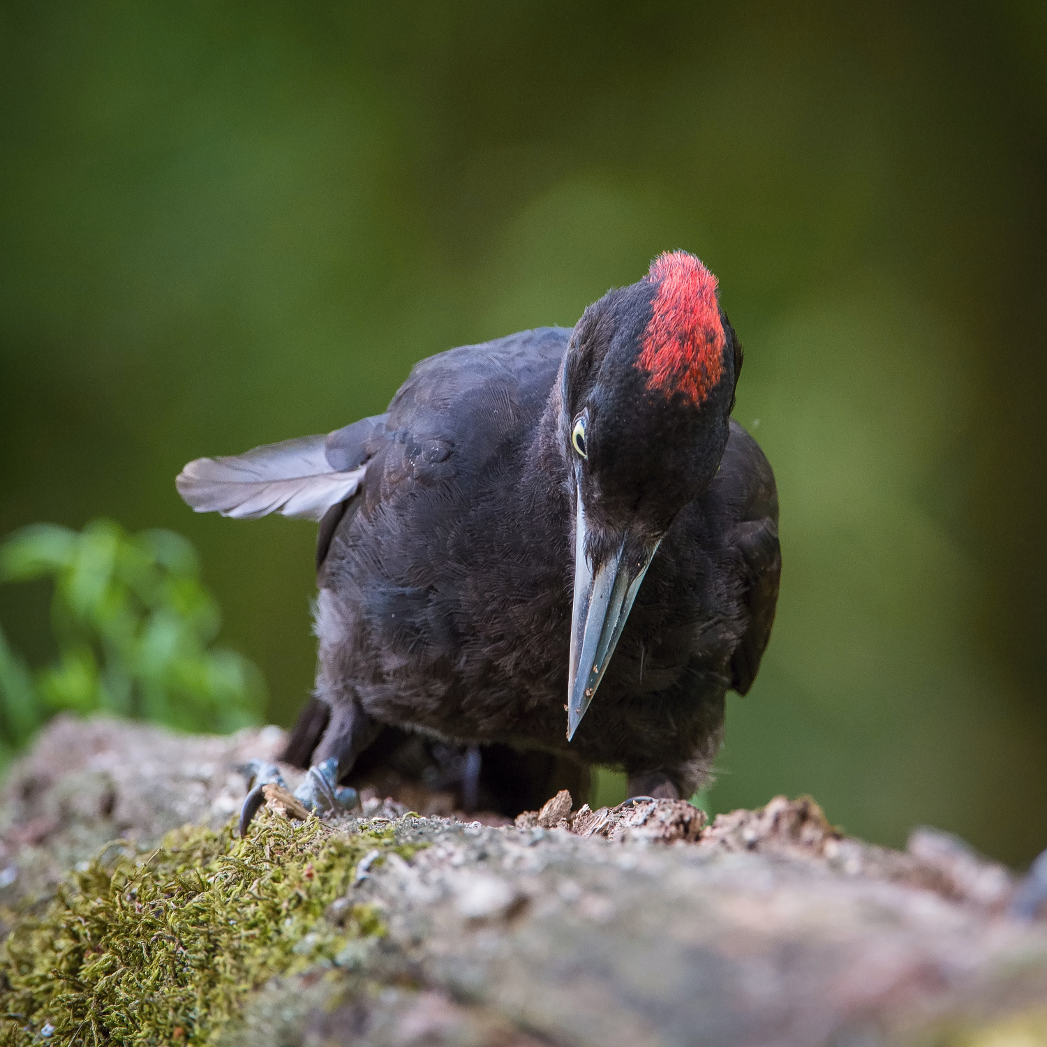 datel černý (Dryocopus martius) Black woodpecker