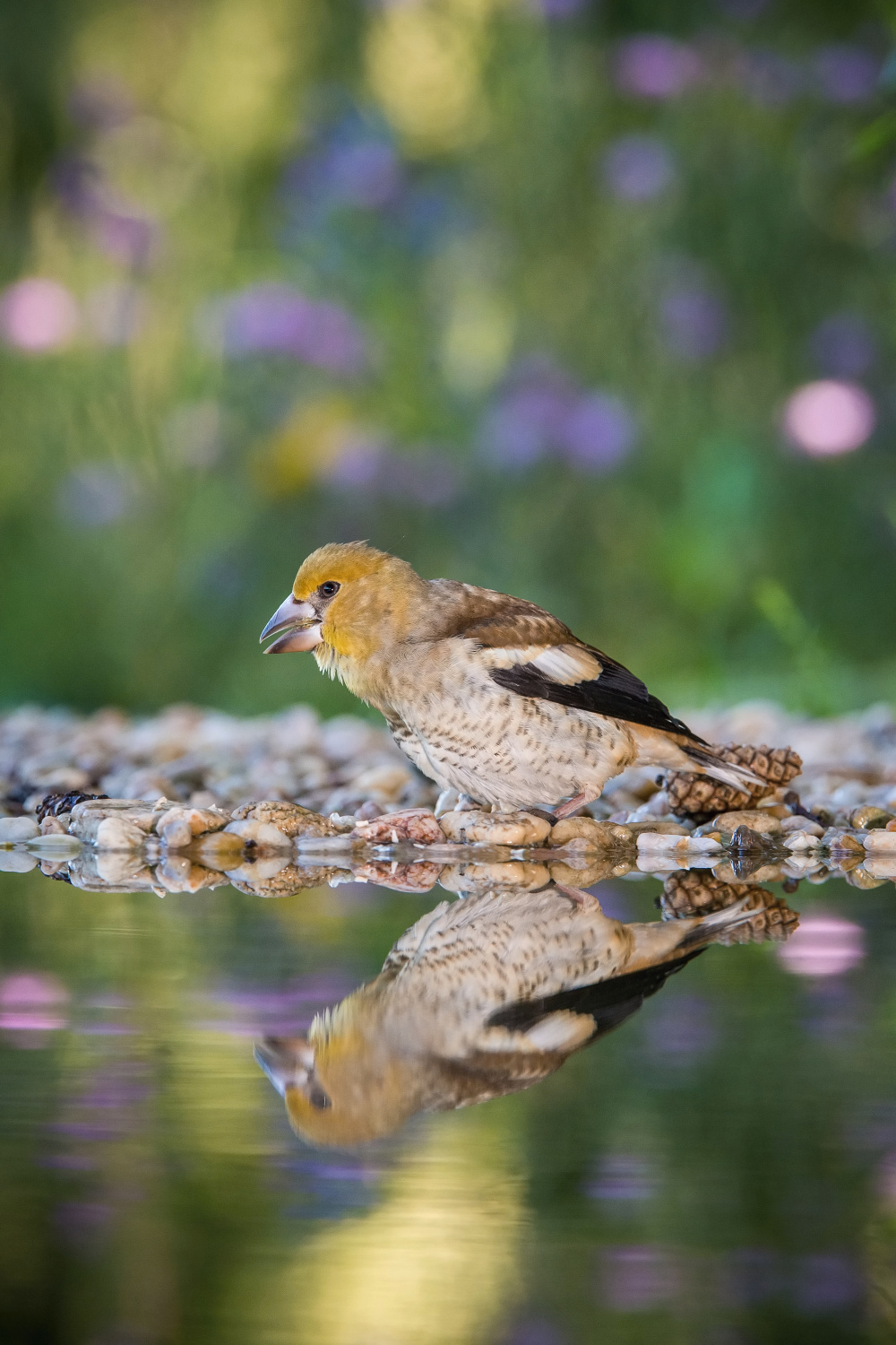 dlask tlustozobý (Coccothraustes coccothraustes) Hawfinch