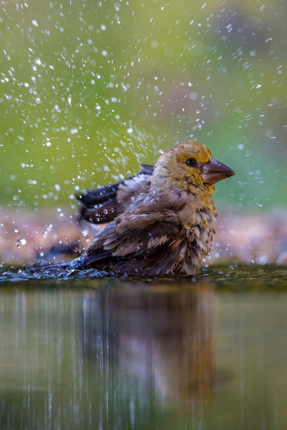 dlask tlustozobý (Coccothraustes coccothraustes) Hawfinch