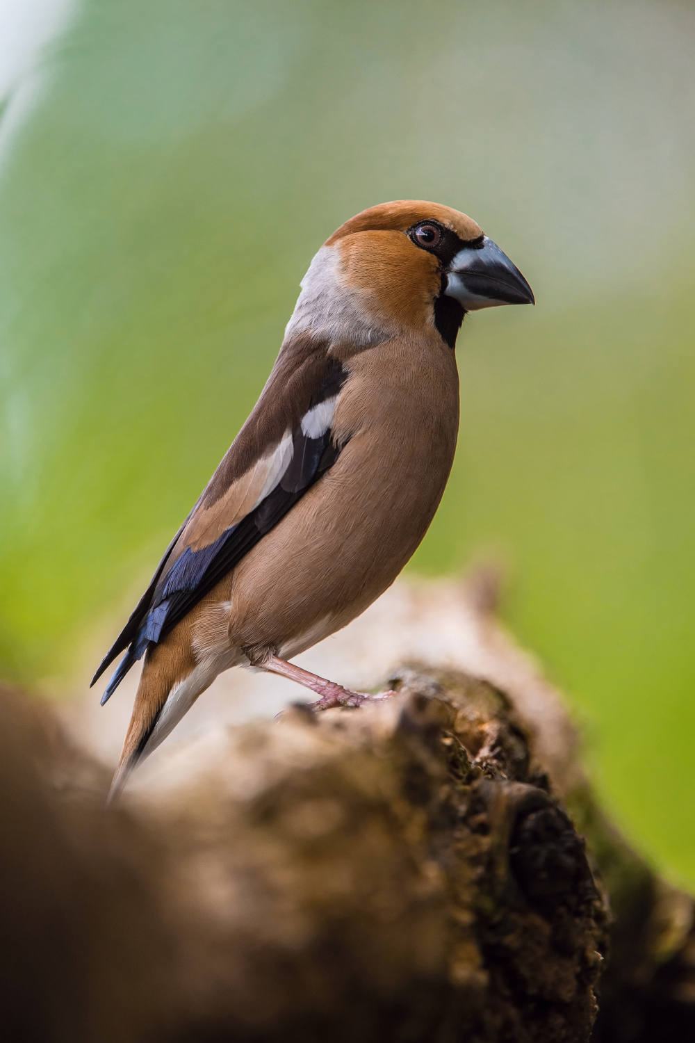 dlask tlustozobý (Coccothraustes coccothraustes) Hawfinch