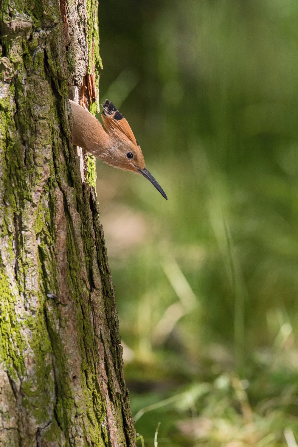 dudek chocholatý (Upupa epops) Eurasian hoopoe