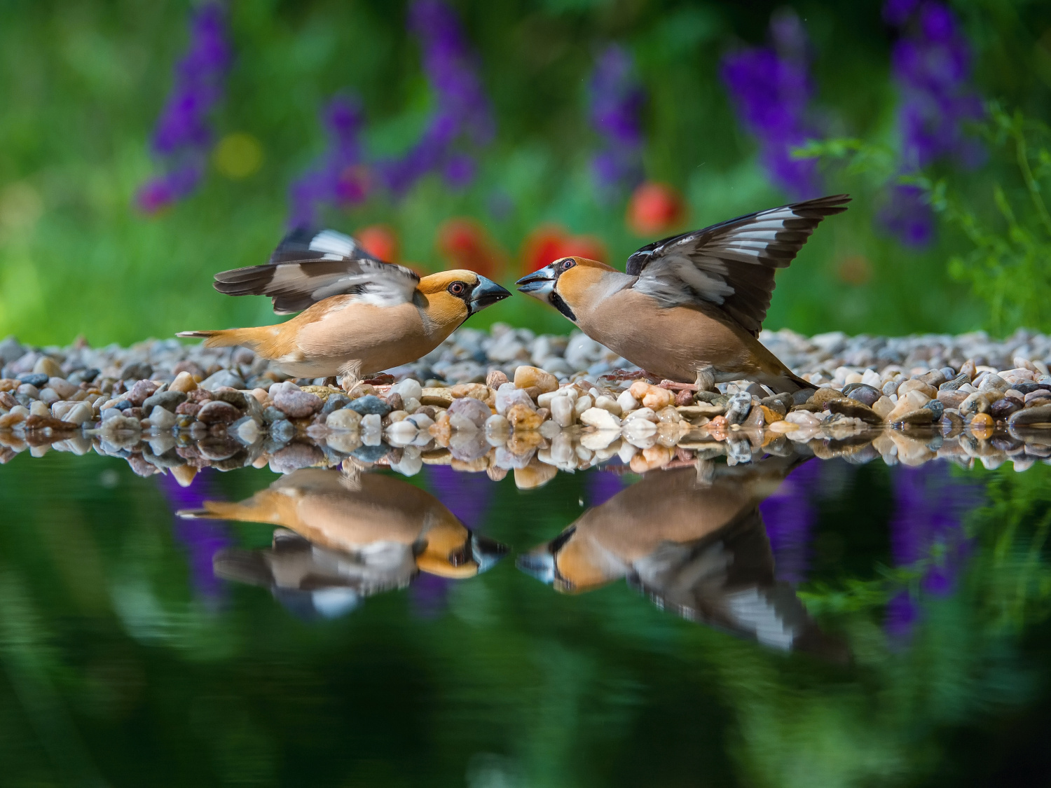 dlask tlustozobý (Coccothraustes coccothraustes) Hawfinch