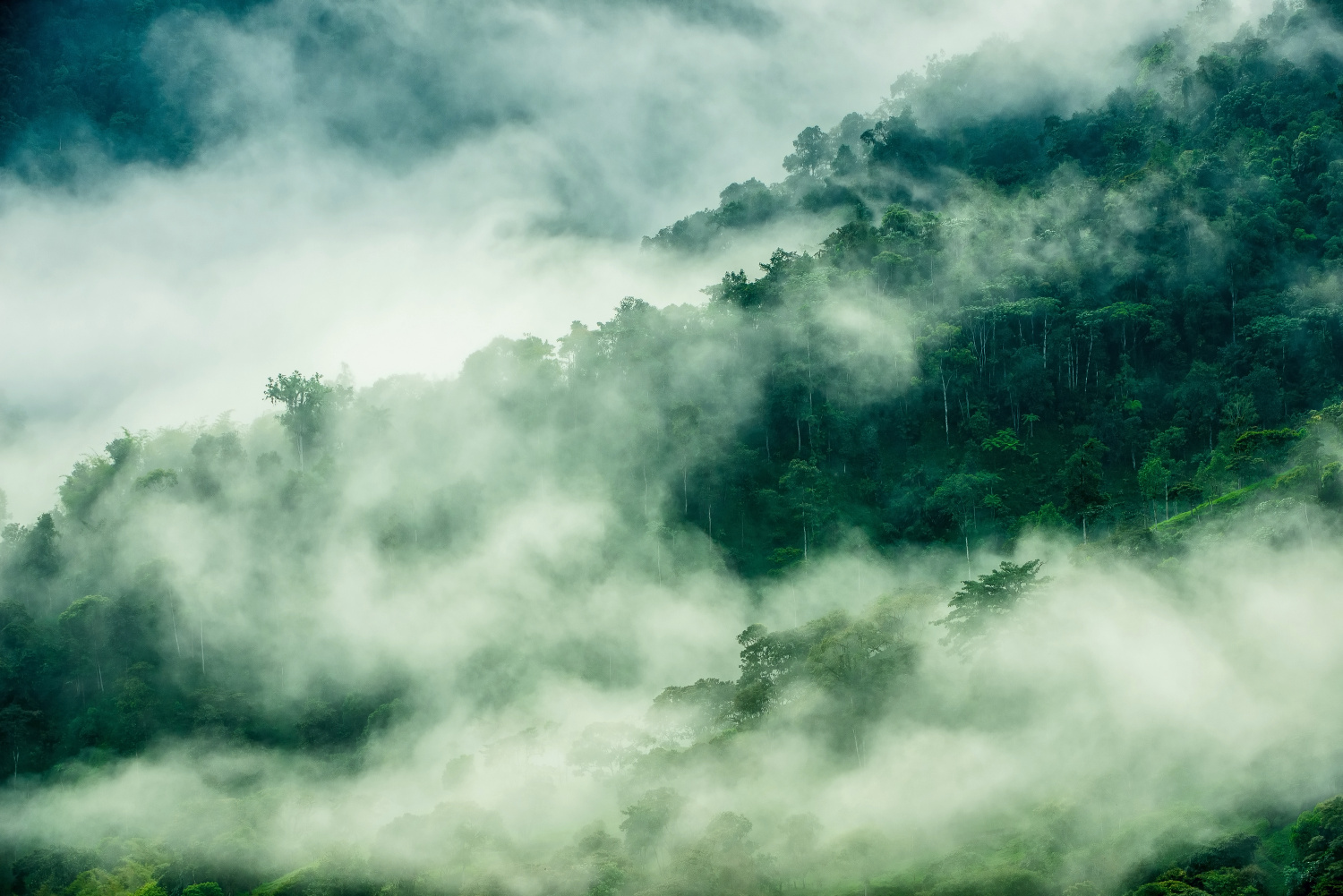 Nanegalito - Ecuador