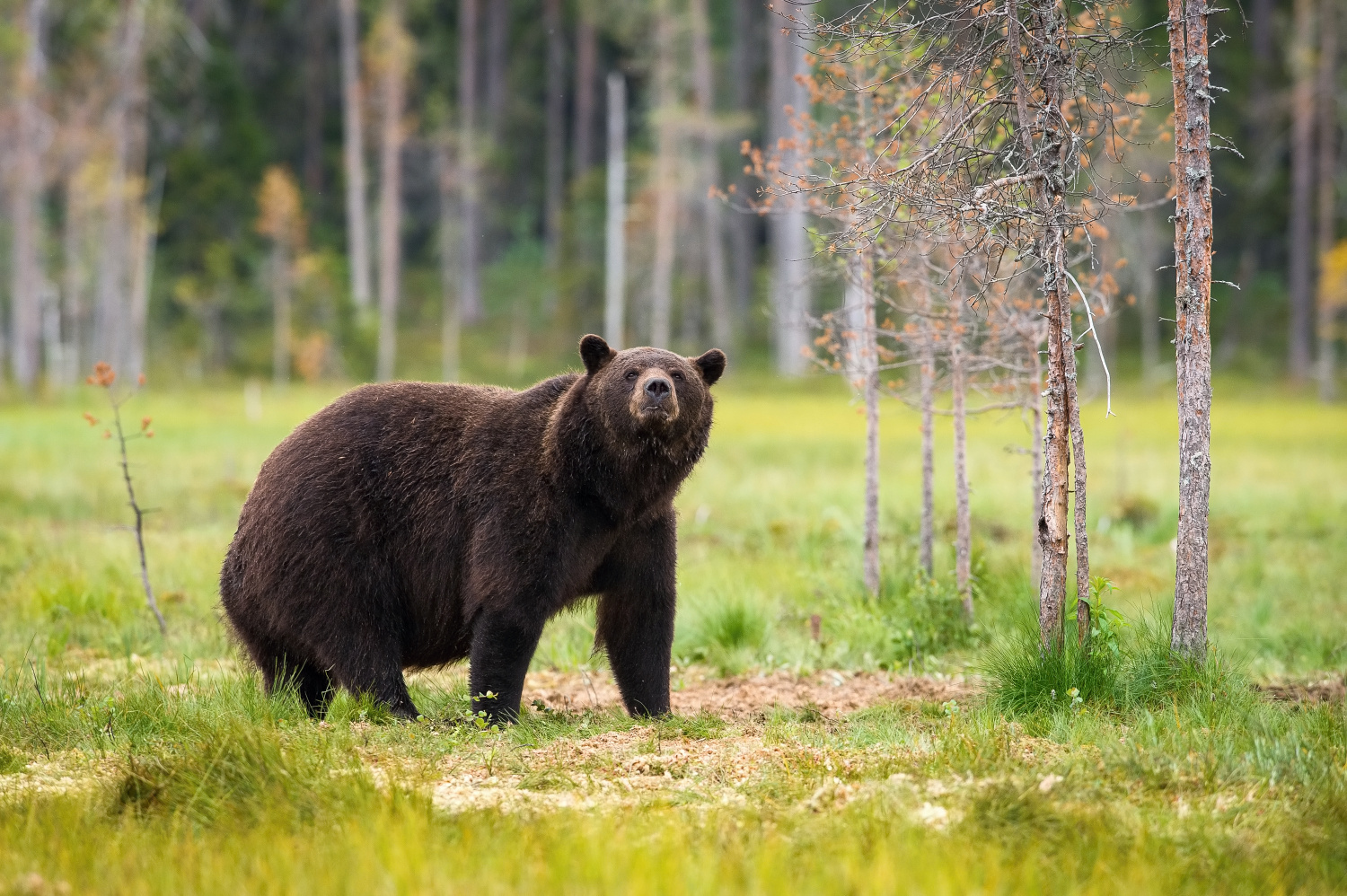 medvěd hnědý (Ursus arctos) Brown bear