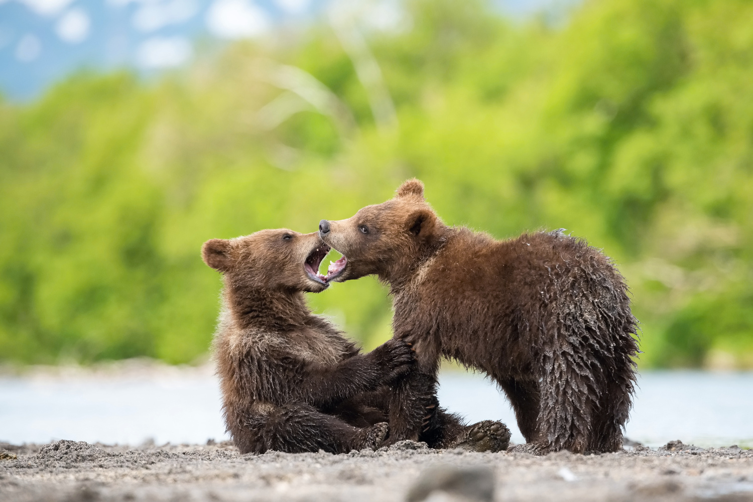 medvěd hnědý kamčatský (Ursus arctos beringianus) Kamchatka brown bear