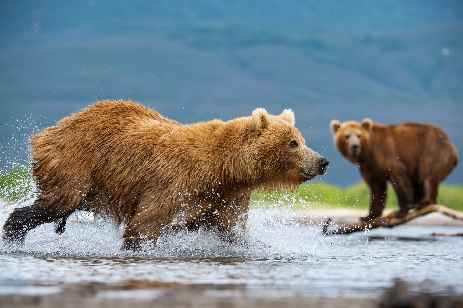 medvěd hnědý kamčatský (Ursus arctos beringianus) Kamchatka brown bear