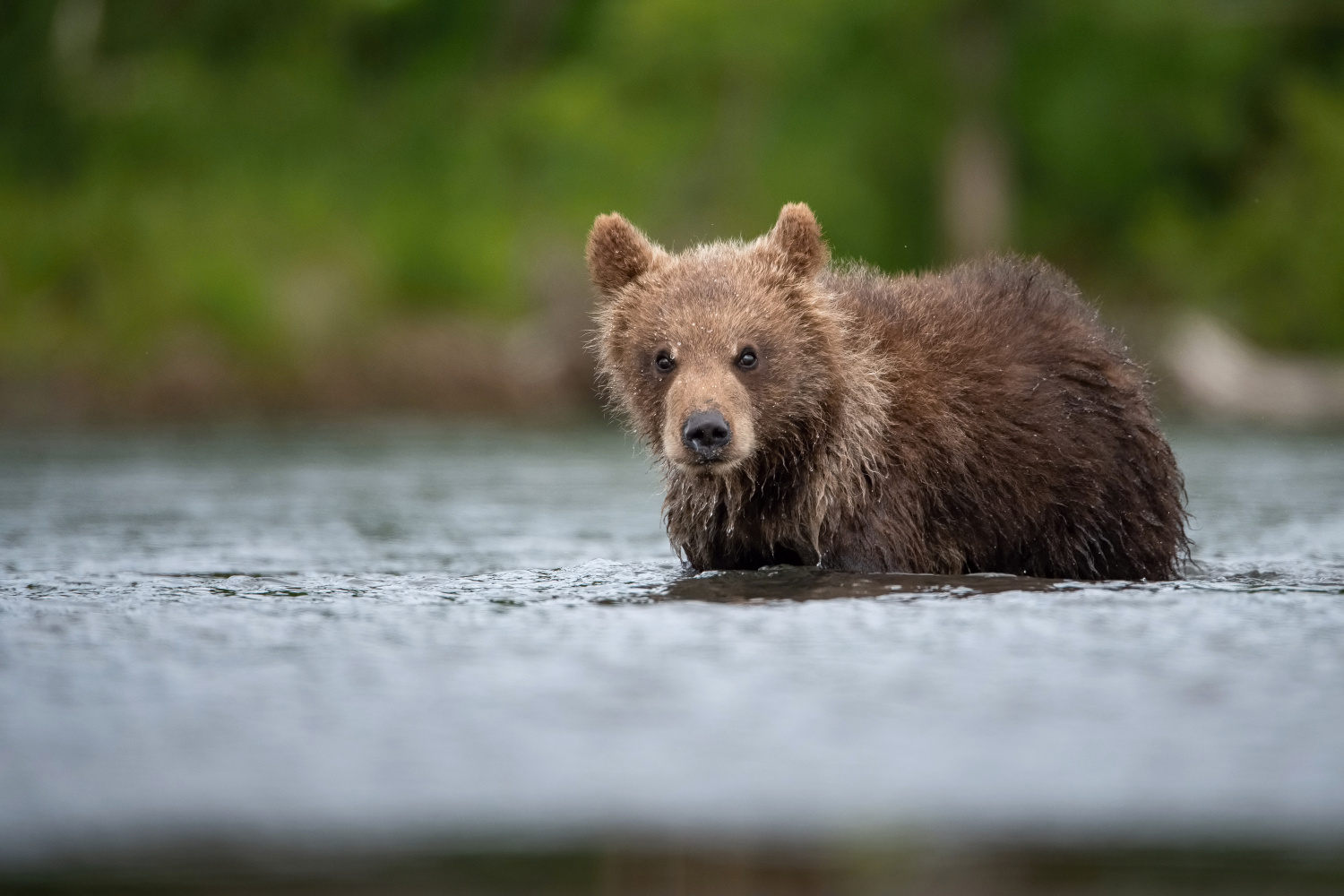 medvěd hnědý kamčatský (Ursus arctos beringianus) Kamchatka brown bear