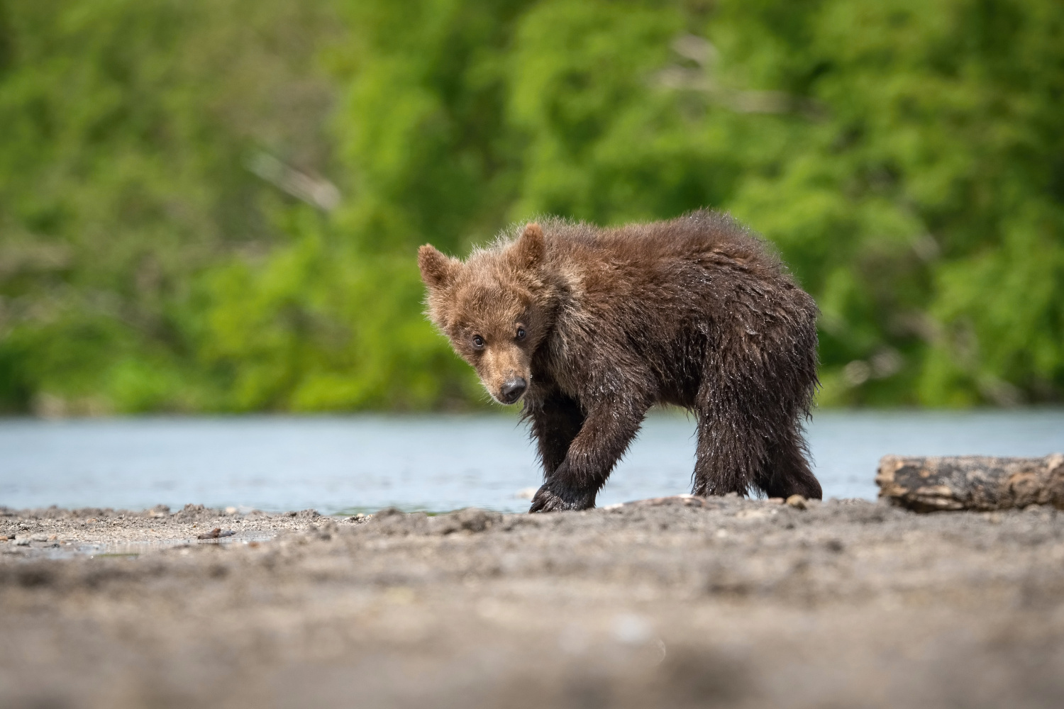 medvěd hnědý kamčatský (Ursus arctos beringianus) Kamchatka brown bear