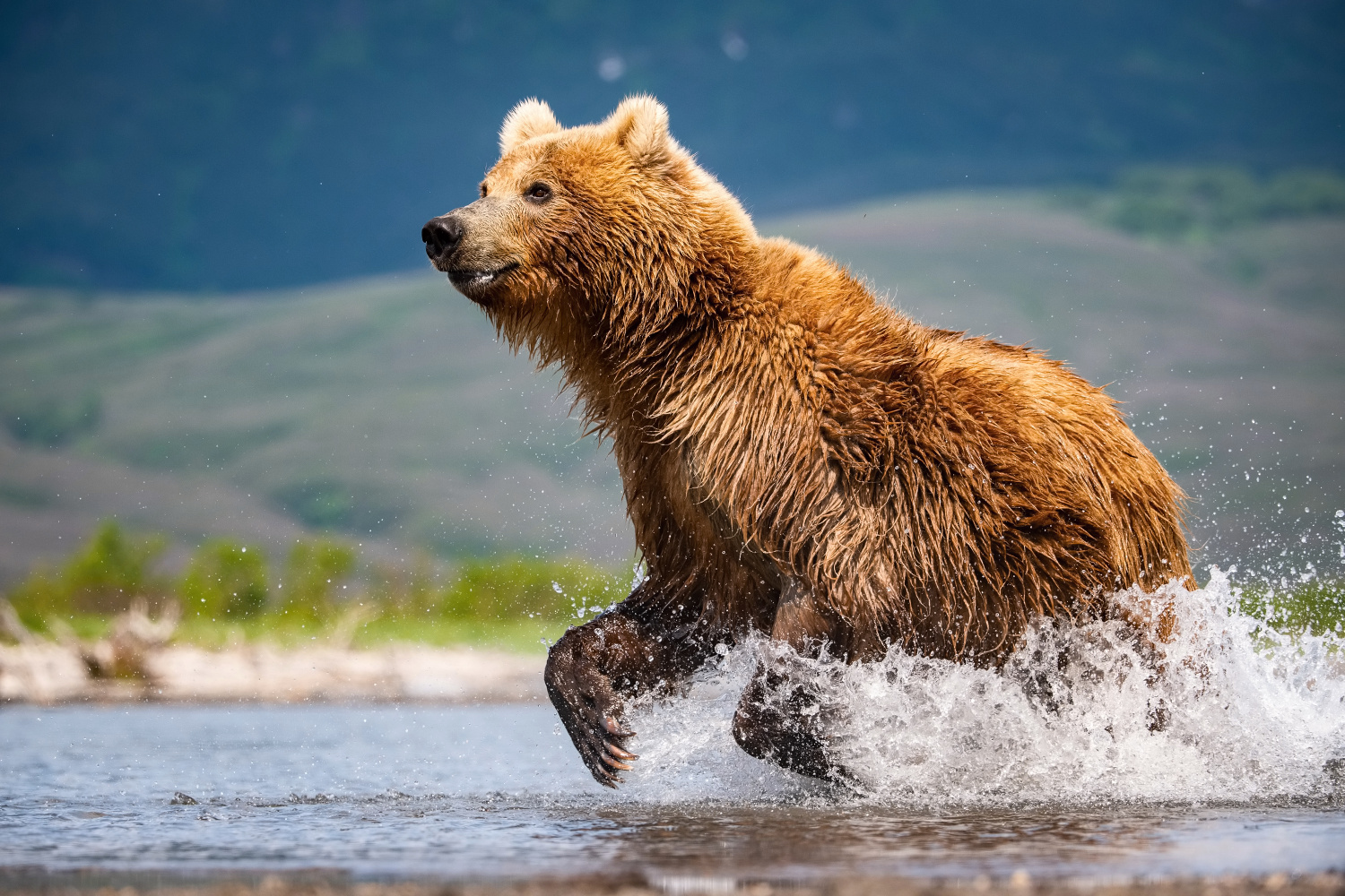 medvěd hnědý kamčatský (Ursus arctos beringianus) Kamchatka brown bear