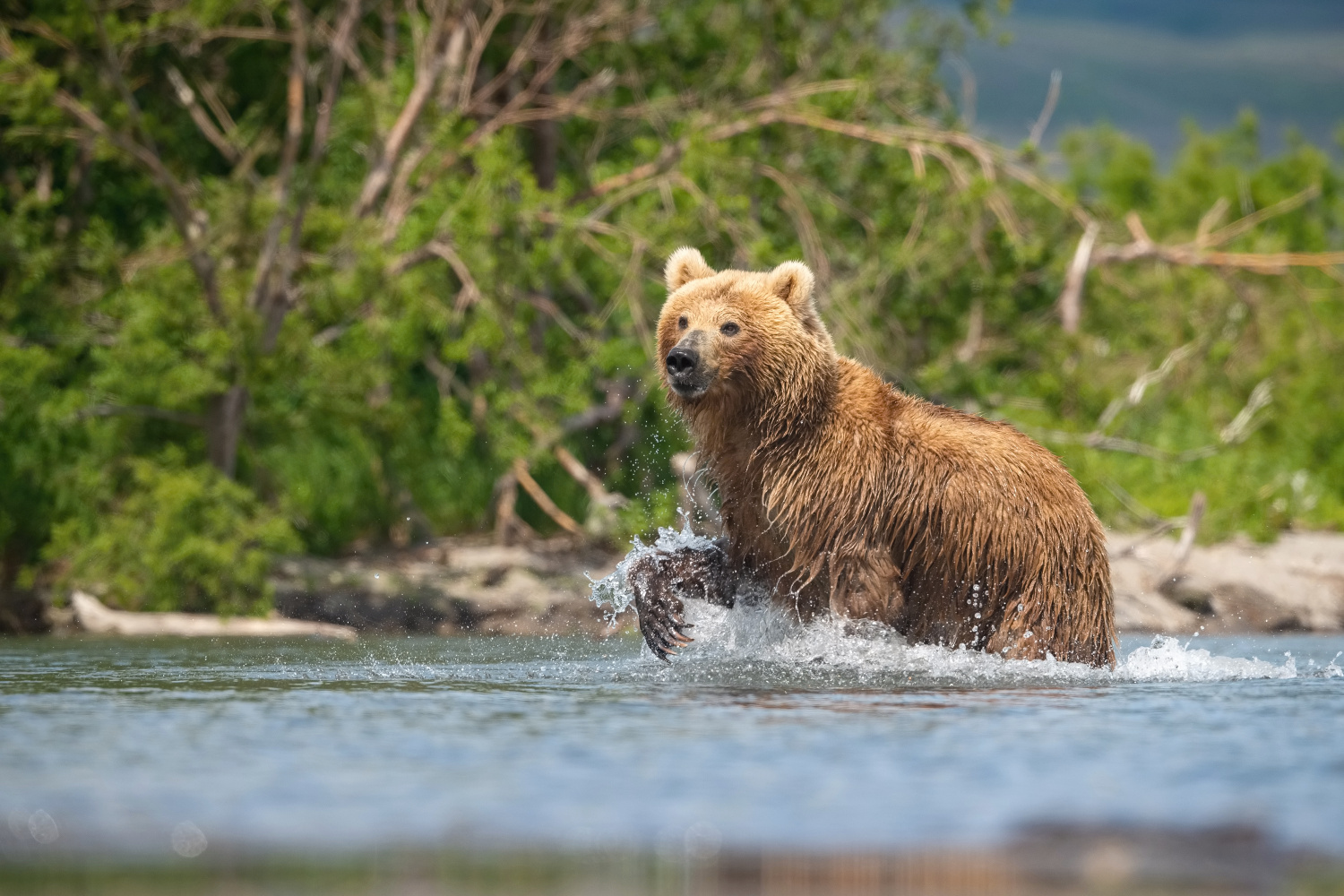 medvěd hnědý kamčatský (Ursus arctos beringianus) Kamchatka brown bear