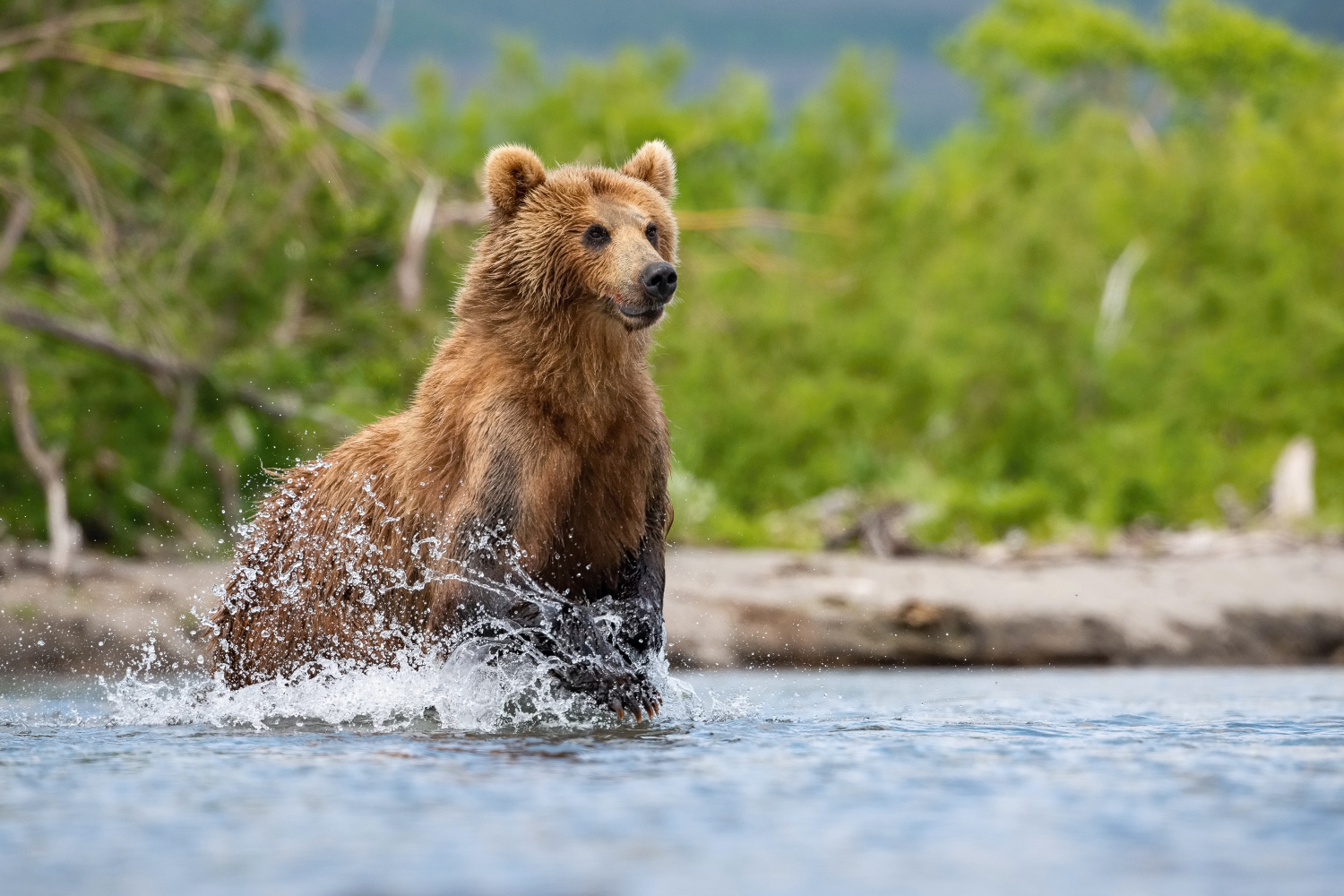 medvěd hnědý kamčatský (Ursus arctos beringianus) Kamchatka brown bear