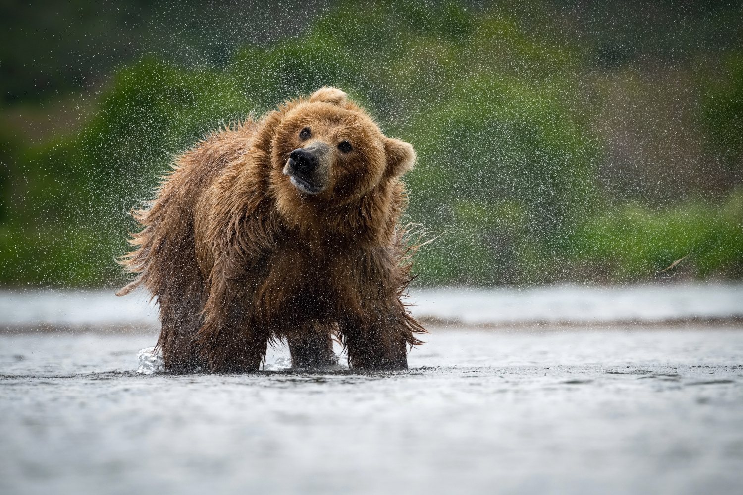 medvěd hnědý kamčatský (Ursus arctos beringianus) Kamchatka brown bear