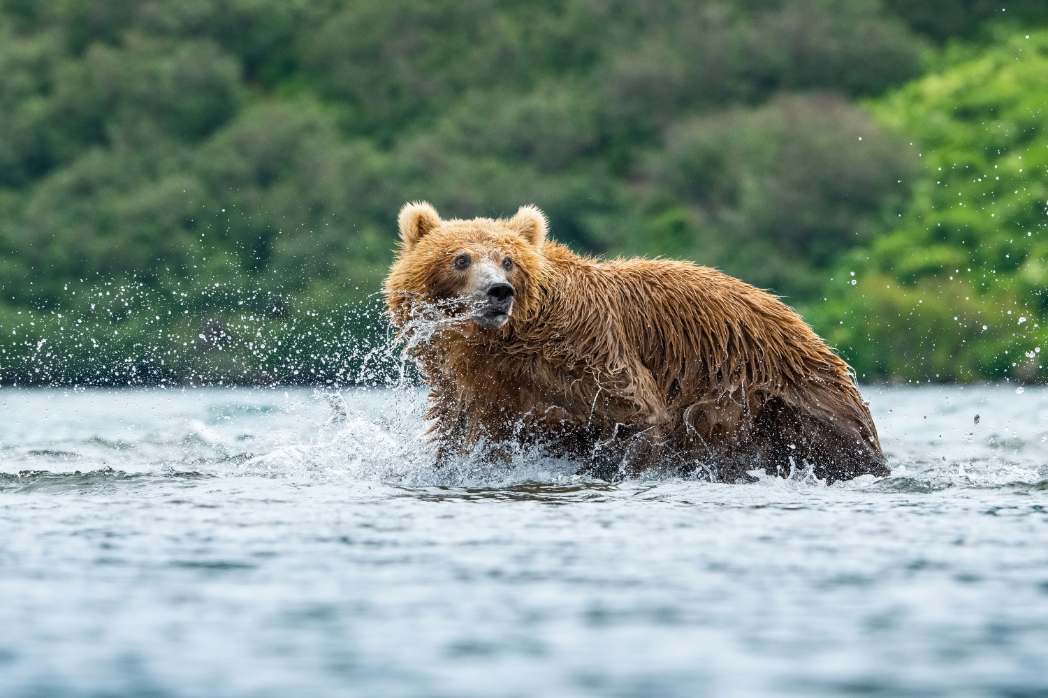 medvěd hnědý kamčatský (Ursus arctos beringianus) Kamchatka brown bear